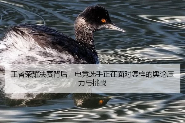 wang-zhe-rong-yao-jue-sai-bei-hou-dian-jing-xuan-shou-zheng-zai-mian-dui-zen-yang-de-yu-lun-ya-li-yu-tiao-zhan-2-719.jpg